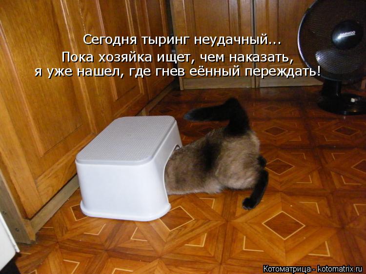 Сегодня тыринг неудачный... Пока хозяйка ищет, чем наказать, я уже нашел, где гнев еённый переждать!... Котоматрица: Сегодня тыринг неудачный... Пока хозяйка ищет, чем наказать, я уже нашел, где гнев еённый переждать!