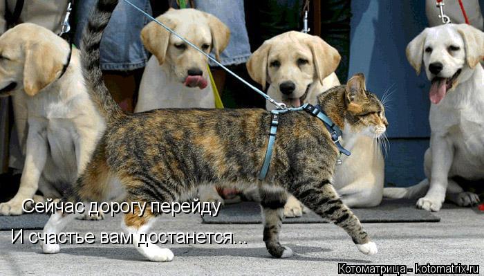 Сейчас дорогу перейду И счастье вам достанется...... Котоматрица: Сейчас дорогу перейду И счастье вам достанется...