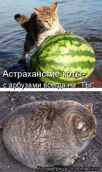 Астраханские коты- с арбузами всегда на "ТЫ"... Котоматрица: Астраханские коты- с арбузами всегда на "ТЫ"