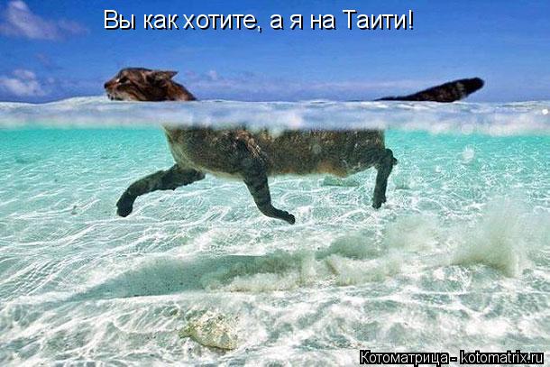 Вы как хотите, а я на Таити!... Котоматрица: Вы как хотите, а я на Таити!