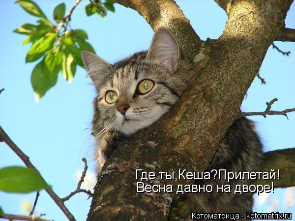 Где ты,Кеша?Прилетай! Весна давно на дворе!... Котоматрица: Где ты,Кеша?Прилетай! Весна давно на дворе!