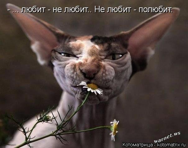 - ... любит - не любит.. Не любит - полюбит.... Котоматрица: - ... любит - не любит.. Не любит - полюбит.