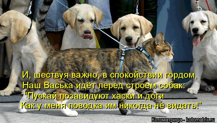 И, шествуя важно, в спокойствии гордом, Наш Васька идёт перед строем собак: "Пускай позавидуют хаски ... Котоматрица: И, шествуя важно, в спокойствии гордом, Наш Васька идёт перед строем собак: "Пускай позавидуют хаски и доги Как у меня поводка им никогда не в