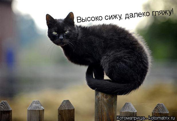 Высоко сижу, далеко гляжу!... Котоматрица: Высоко сижу, далеко гляжу!