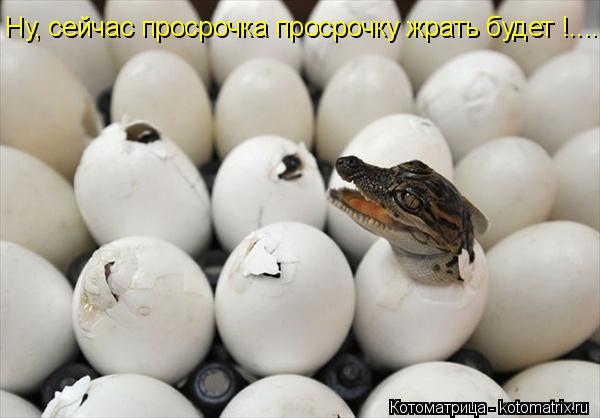 Ну, сейчас просрочка просрочку жрать будет !....... Котоматрица: Ну, сейчас просрочка просрочку жрать будет !....