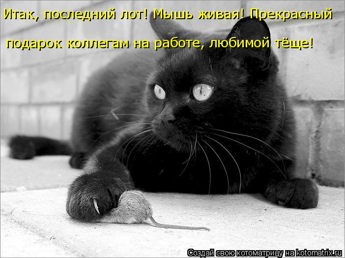 подарок коллегам на работе, любимой тёще! Итак, последний лот! Мышь живая! Прекрасный... Котоматрица: подарок коллегам на работе, любимой тёще! Итак, последний лот! Мышь живая! Прекрасный