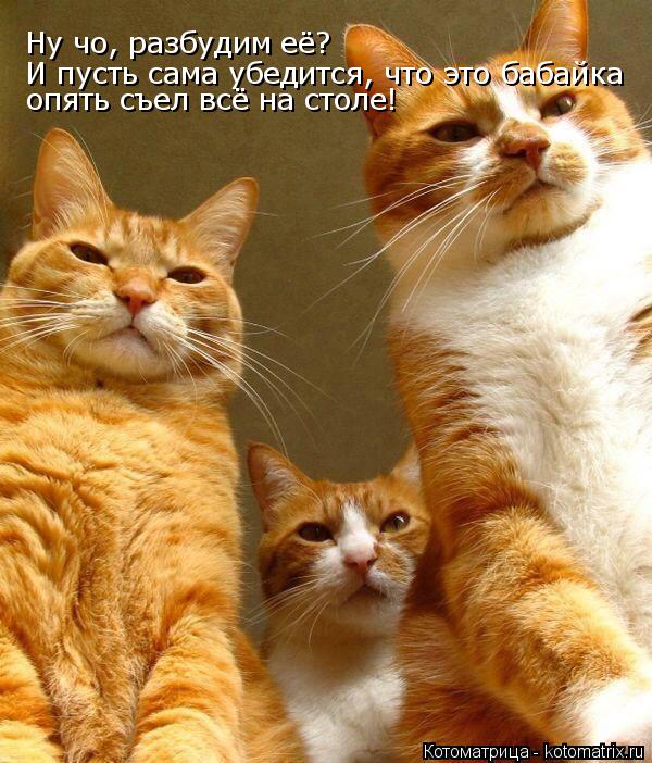 Ну чо, разбудим её? И пусть сама убедится, что это бабайка опять съел всё на столе!... Котоматрица: Ну чо, разбудим её? И пусть сама убедится, что это бабайка опять съел всё на столе!