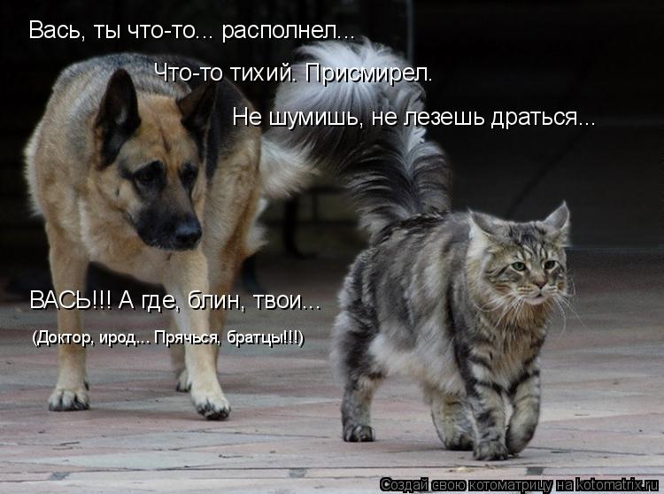 Вась, ты что-то... располнел... Что-то тихий. Присмирел. Не шумишь, не лезешь драться... ВАСЬ!!! А гд... Котоматрица: Вась, ты что-то... располнел... Что-то тихий. Присмирел. Не шумишь, не лезешь драться... ВАСЬ!!! А где, блин, твои... (Доктор, ирод... Прячься, братцы!!!)