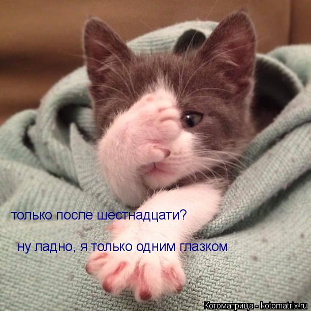 только после шестнадцати? ну ладно, я только одним глазком... Котоматрица: только после шестнадцати? ну ладно, я только одним глазком