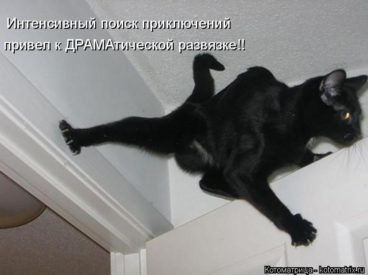 Интенсивный поиск приключений привел к ДРАМАтической развязке!!... Котоматрица: Интенсивный поиск приключений привел к ДРАМАтической развязке!!