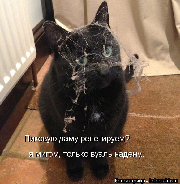 Пиковую даму репетируем? я мигом, только вуаль надену...... Котоматрица: Пиковую даму репетируем? я мигом, только вуаль надену...