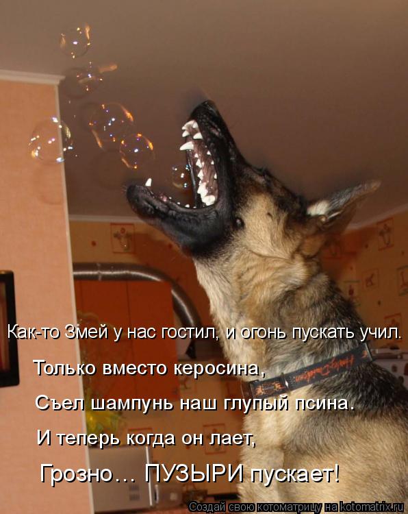 Как-то Змей у нас гостил, и огонь пускать учил. Только вместо керосина, Съел шампунь наш глупый псин... Котоматрица: Как-то Змей у нас гостил, и огонь пускать учил. Только вместо керосина, Съел шампунь наш глупый псина. И теперь когда он лает, Грозно… ПУЗЫР