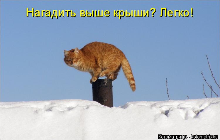 Нагадить выше крыши? Легко!... Котоматрица: Нагадить выше крыши? Легко!