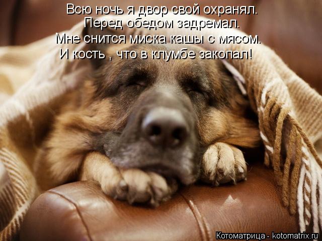 Всю ночь я двор свой охранял. Перед обедом задремал. Мне снится миска кашы с мясом. И кость , что в к... Котоматрица: Всю ночь я двор свой охранял. Перед обедом задремал. Мне снится миска кашы с мясом. И кость , что в клумбе закопал!