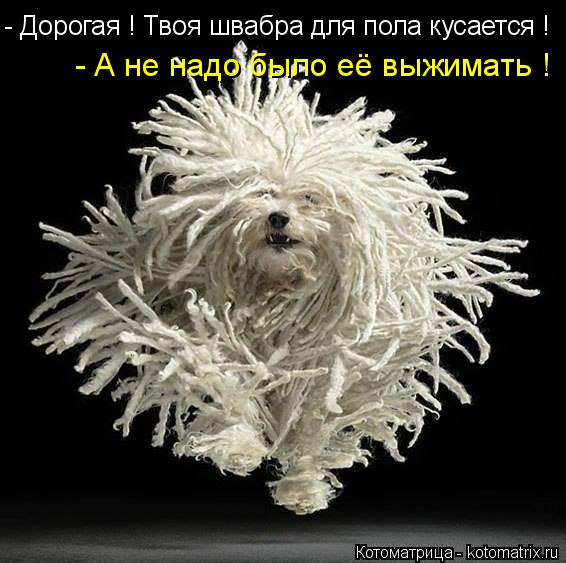 - Дорогая ! Твоя швабра для пола кусается ! - А не надо было её выжимать !... Котоматрица: - Дорогая ! Твоя швабра для пола кусается ! - А не надо было её выжимать !