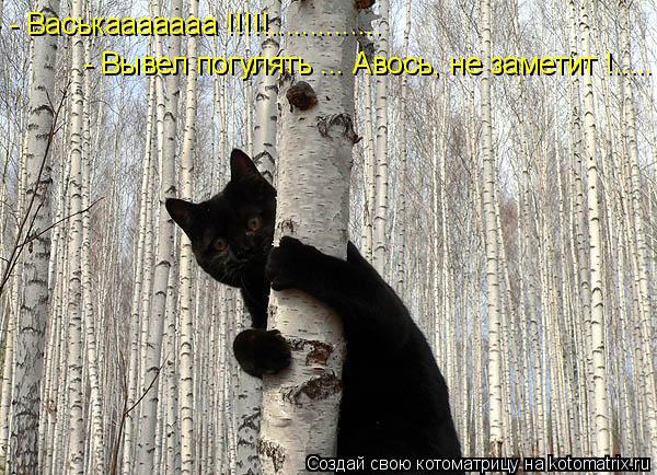- Васькааааааа !!!!!.............. - Вывел погулять ... Авось, не заметит !........ Котоматрица: - Васькааааааа !!!!!.............. - Вывел погулять ... Авось, не заметит !.....