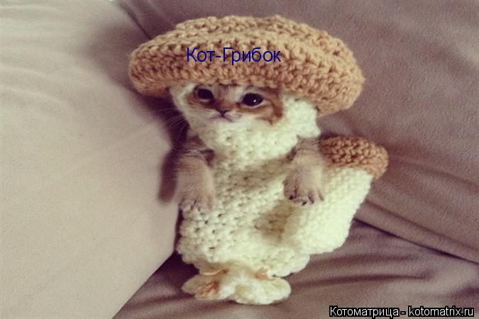 Кот-Грибок... Котоматрица: Кот-Грибок