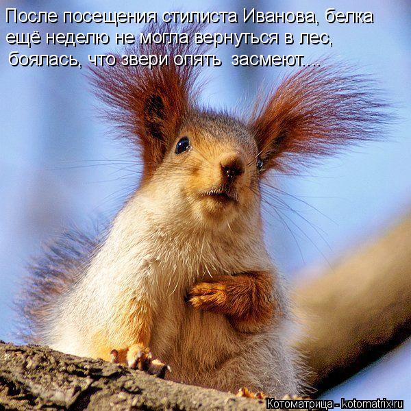 После посещения стилиста Иванова, белка ещё неделю не могла вернуться в лес, боялась, что звери опят... Котоматрица: После посещения стилиста Иванова, белка ещё неделю не могла вернуться в лес, боялась, что звери опять засмеют....
