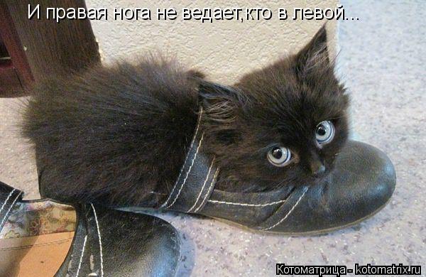 И правая нога не ведает,кто в левой...... Котоматрица: И правая нога не ведает,кто в левой...