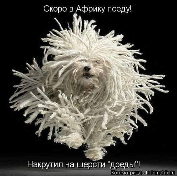 Скоро в Африку поеду! Накрутил на шерсти "дреды"!... Котоматрица: Скоро в Африку поеду! Накрутил на шерсти "дреды"!