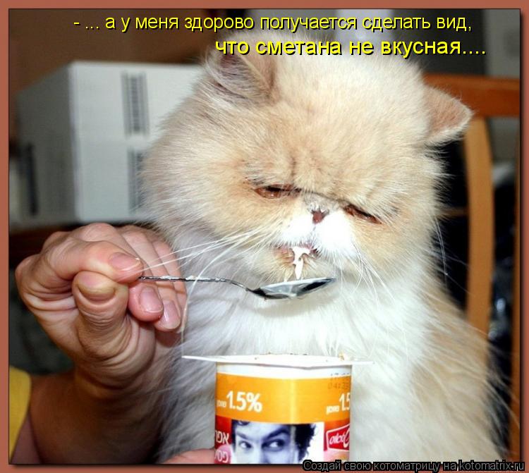 - ... а у меня здорово получается сделать вид, что сметана не вкусная....... Котоматрица: - ... а у меня здорово получается сделать вид, что сметана не вкусная....