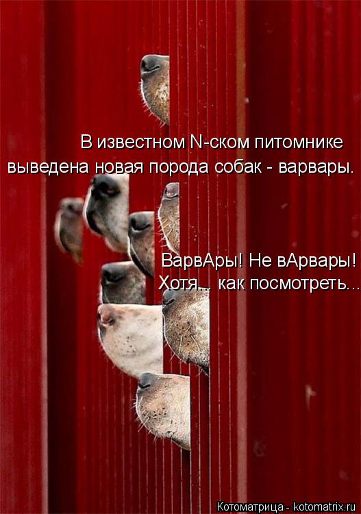 выведена новая порода собак - варвары. В известном N-ском питомнике Хотя... как посмотреть... ВарвАры... Котоматрица: выведена новая порода собак - варвары. В известном N-ском питомнике Хотя... как посмотреть... ВарвАры! Не вАрвары!