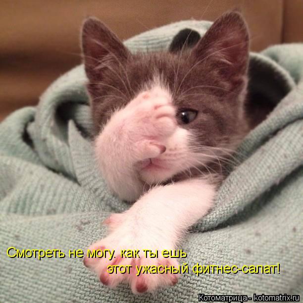 Смотреть не могу. как ты ешь этот ужасный фитнес-салат!... Котоматрица: Смотреть не могу. как ты ешь этот ужасный фитнес-салат!