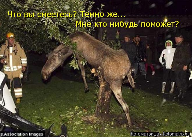 Что вы смеетесь? Темно же... Мне кто нибудь поможет?... Котоматрица: Что вы смеетесь? Темно же... Мне кто нибудь поможет?