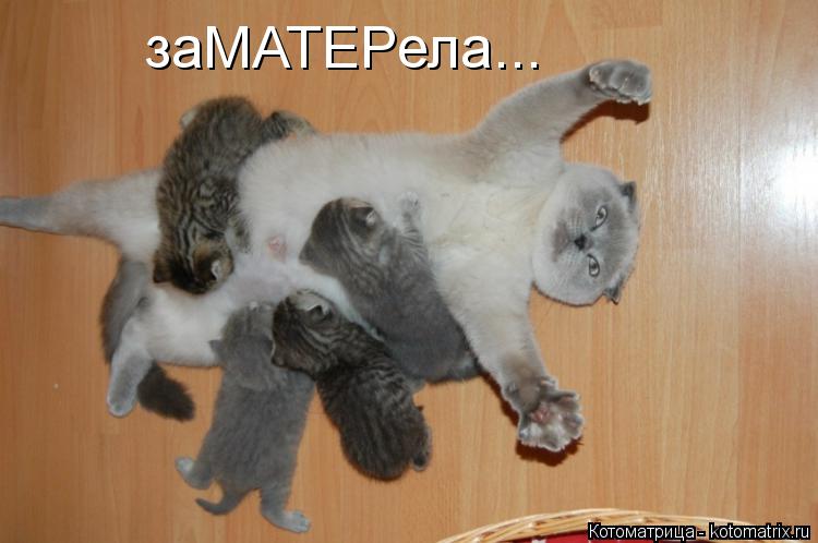 заМАТЕРела...... Котоматрица: заМАТЕРела...