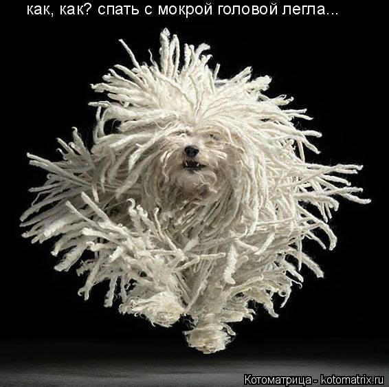 как, как? спать с мокрой головой легла...... Котоматрица: как, как? спать с мокрой головой легла...