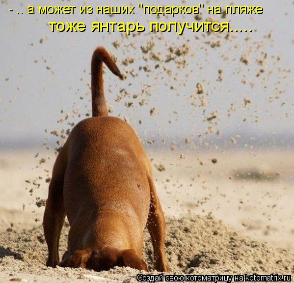 - .. а может из наших "подарков" на пляже тоже янтарь получится........ Котоматрица: - .. а может из наших "подарков" на пляже тоже янтарь получится.....