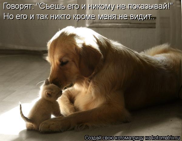 Говорят: "Съешь его и никому не показывай!" Но его и так никто кроме меня не видит..... Котоматрица: Говорят: "Съешь его и никому не показывай!" Но его и так никто кроме меня не видит..