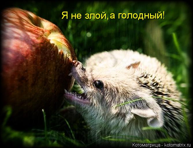 Я не злой, а голодный!... Котоматрица: Я не злой, а голодный!
