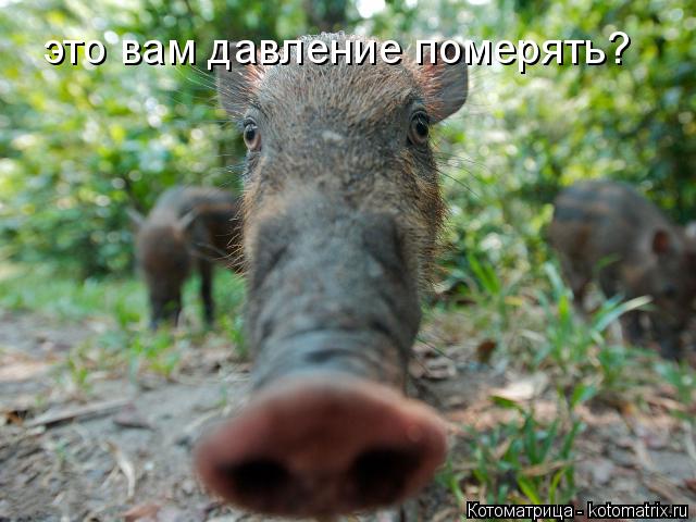 это вам давление померять?... Котоматрица: это вам давление померять?