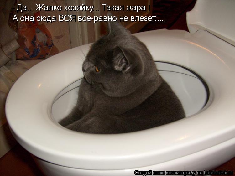 - Да... Жалко хозяйку... Такая жара ! А она сюда ВСЯ все-равно не влезет........ Котоматрица: - Да... Жалко хозяйку... Такая жара ! А она сюда ВСЯ все-равно не влезет.....