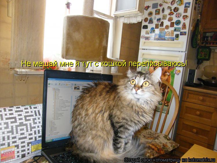 Котоматрица: Не мешай мне я тут с кошкой переписываюсь!