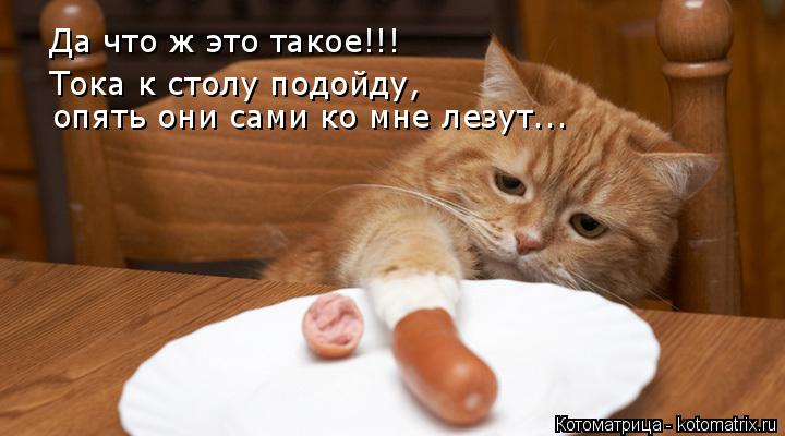 Да что ж это такое!!! Тока к столу подойду, опять они сами ко мне лезут...... Котоматрица: Да что ж это такое!!! Тока к столу подойду, опять они сами ко мне лезут...
