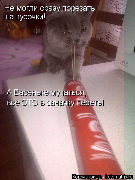 Не могли сразу порезать на кусочки! А Васеньке мучаться, все ЭТО в заначку переть!... Котоматрица: Не могли сразу порезать на кусочки! А Васеньке мучаться, все ЭТО в заначку переть!