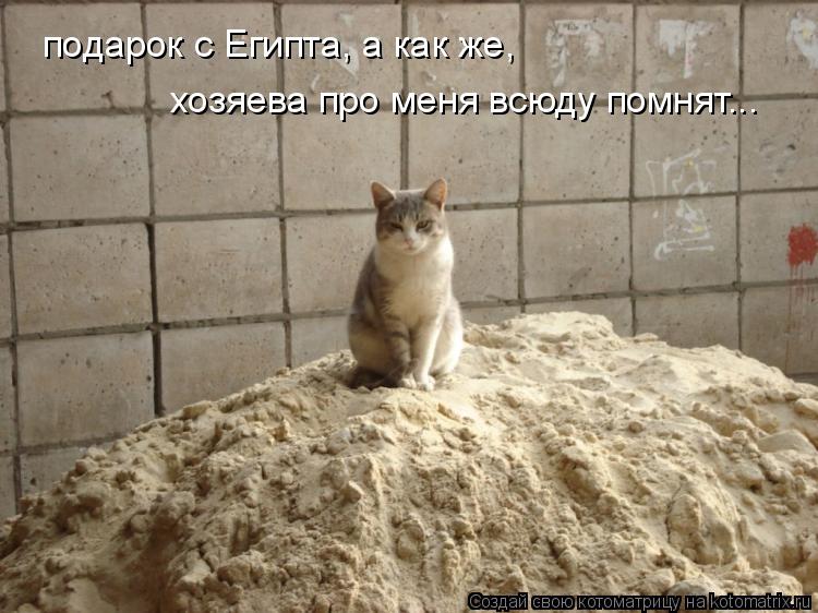 Котоматрица: подарок с Египта, а как же, хозяева про меня всюду помнят...