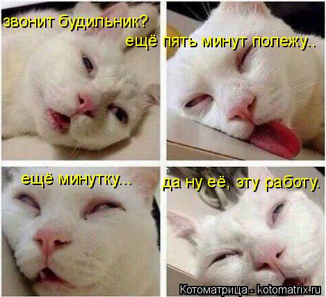 звонит будильник? ещё пять минут полежу.. ещё минутку... да ну её, эту работу.... Котоматрица: звонит будильник? ещё пять минут полежу.. ещё минутку... да ну её, эту работу.