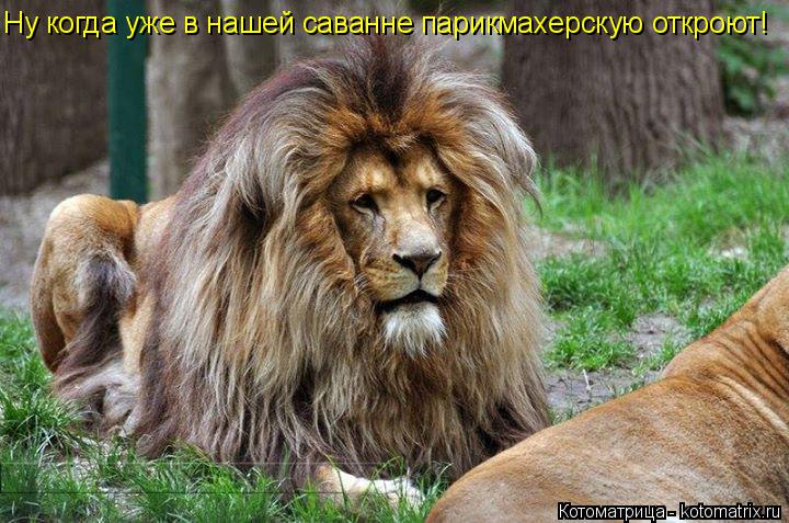 Ну когда уже в нашей саванне парикмахерскую откроют!... Котоматрица: Ну когда уже в нашей саванне парикмахерскую откроют!