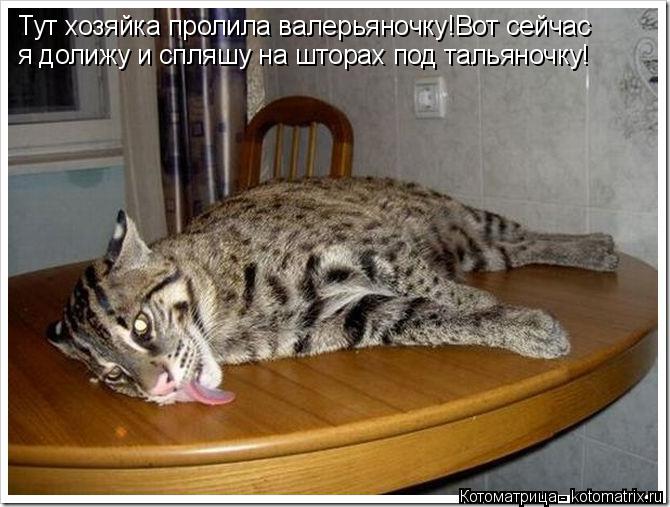 Котоматрица: Тут хозяйка пролила валерьяночку!Вот сейчас  я долижу и спляшу на шторах под тальяночку!