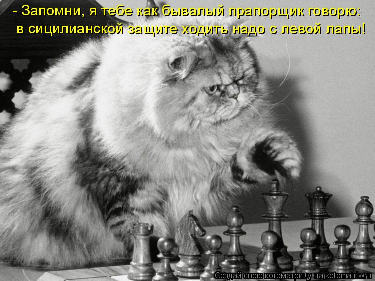 - Запомни, я тебе как бывалый прапорщик говорю: в сицилианской защите ходить надо с левой лапы!... Котоматрица: - Запомни, я тебе как бывалый прапорщик говорю: в сицилианской защите ходить надо с левой лапы!