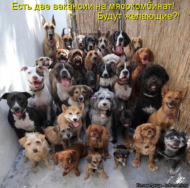 Есть две вакансии на мясокомбинат! Будут желающие?!... Котоматрица: Есть две вакансии на мясокомбинат! Будут желающие?!