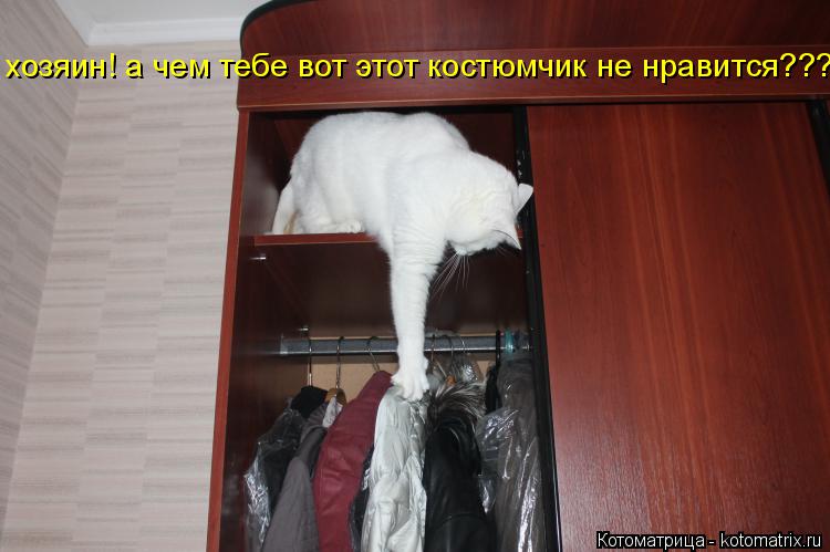 хозяин! а чем тебе вот этот костюмчик не нравится???... Котоматрица: хозяин! а чем тебе вот этот костюмчик не нравится???