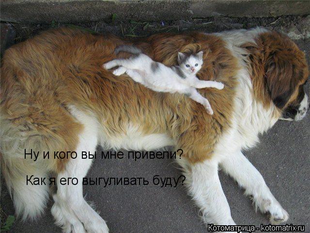 Ну и кого вы мне привели? Как я его выгуливать буду?... Котоматрица: Ну и кого вы мне привели? Как я его выгуливать буду?