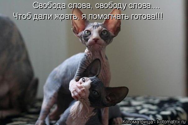 Котоматрица: Свобода слова, свободу слова.... Чтоб дали жрать, я помолчать готова!!!