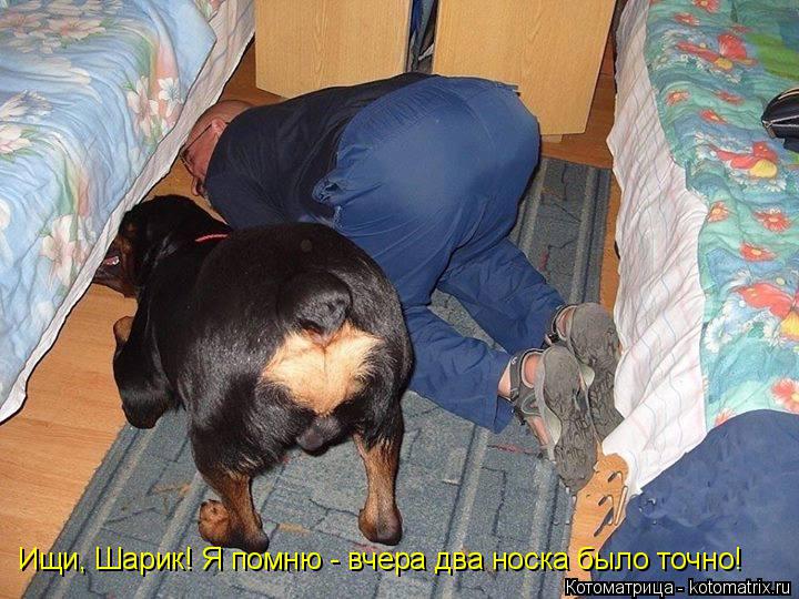 Ищи, Шарик! Я помню - вчера два носка было точно!... Котоматрица: Ищи, Шарик! Я помню - вчера два носка было точно!
