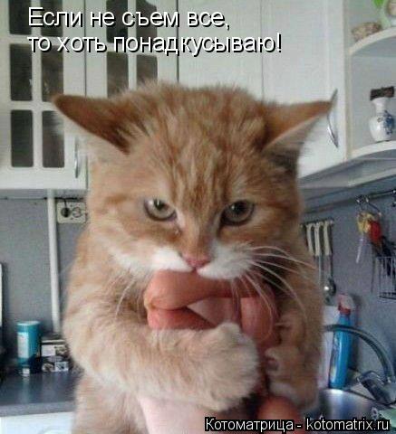 Если не съем все, то хоть понадкусываю!... Котоматрица: Если не съем все, то хоть понадкусываю!