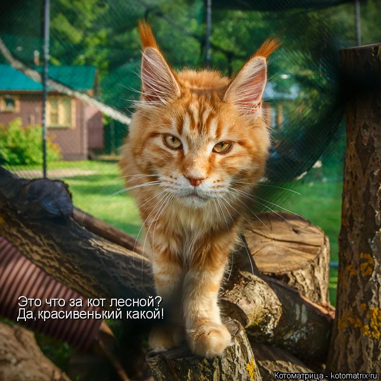 Это что за кот лесной? Да,красивенький какой!... Котоматрица: Это что за кот лесной? Да,красивенький какой!